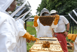 Beekeeping Classes